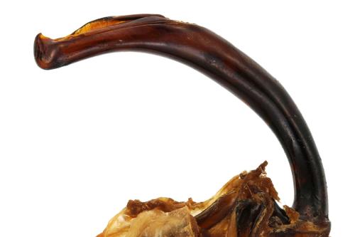 Réf. 353 769 : Carabus pedemontanus